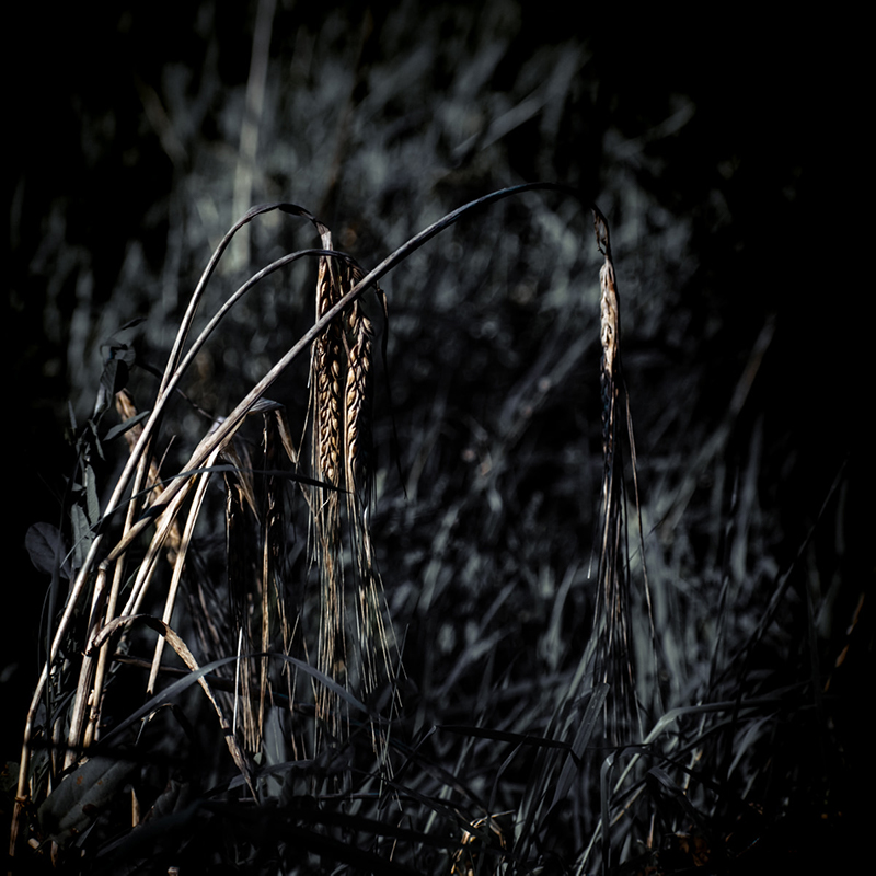 Artistic photo of corn ears